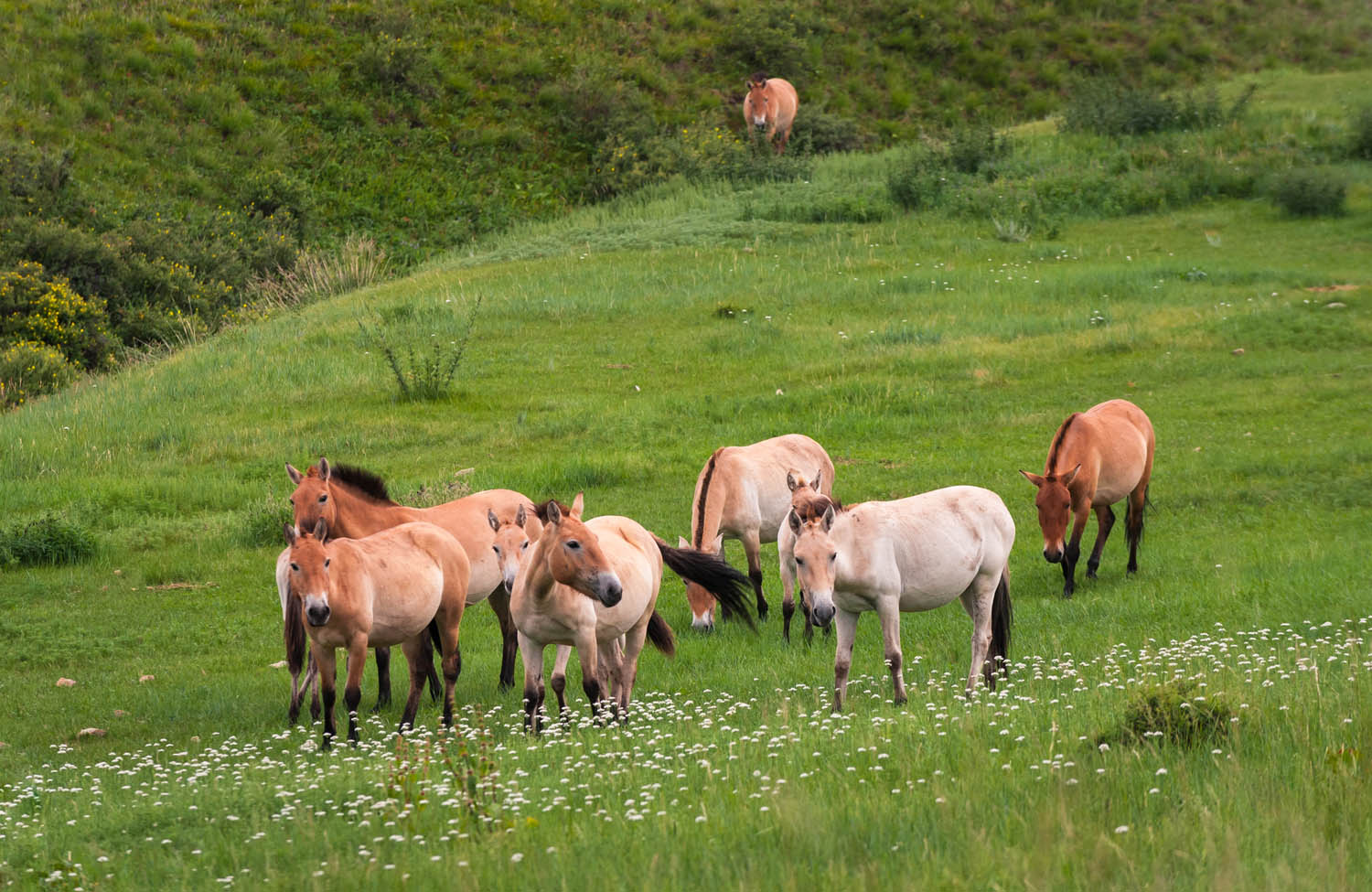 Go Discover Mongolia