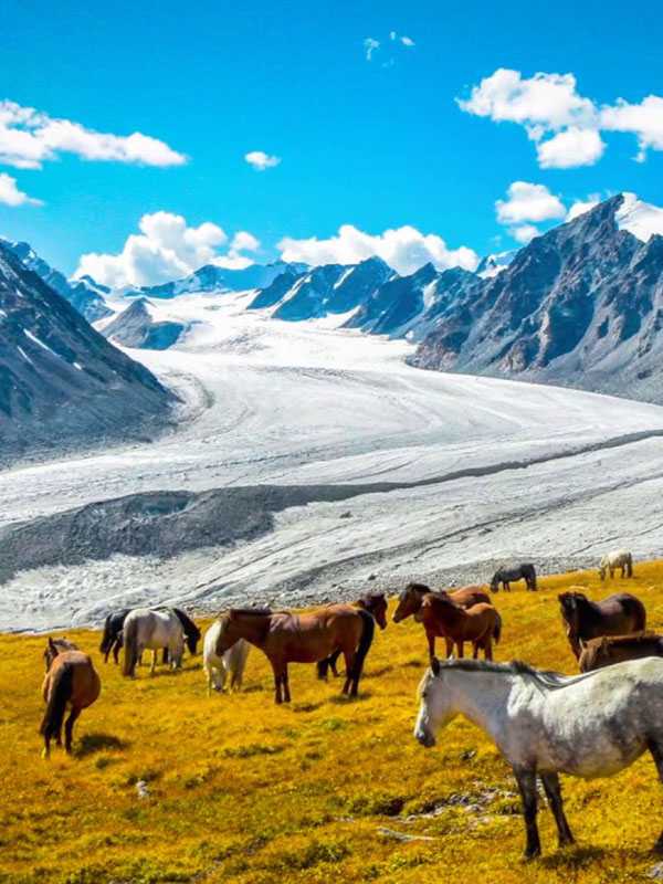 Go Discover Mongolia