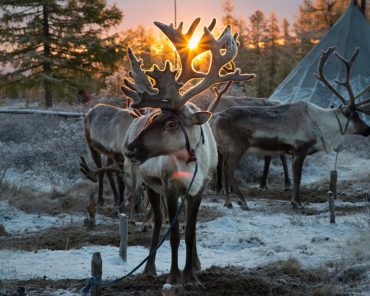 Reindeer People-Darkhad Valley