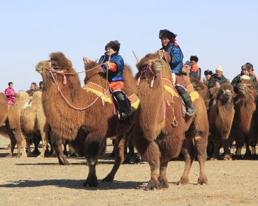 Gobi Camel Festival