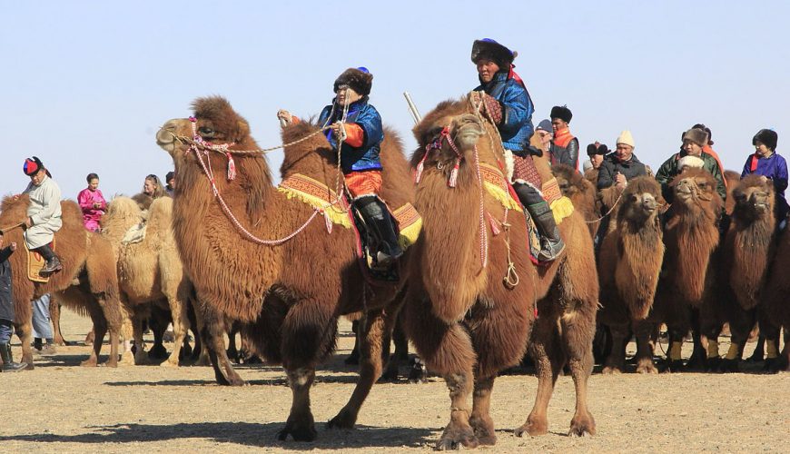 Gobi Camel Festival