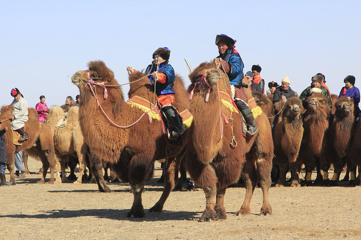 Go Discover Mongolia